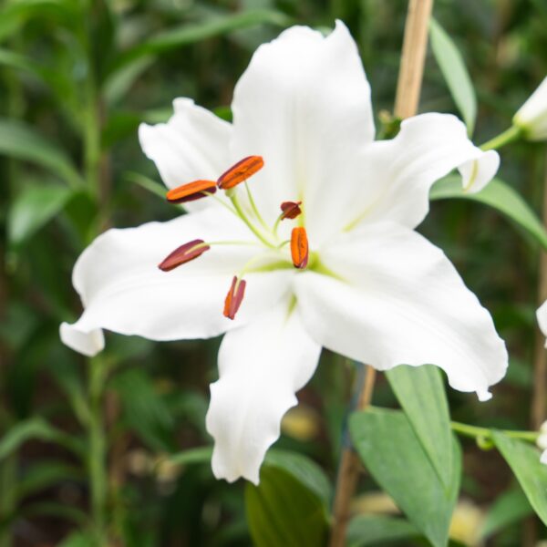 Lily Casa Blanca