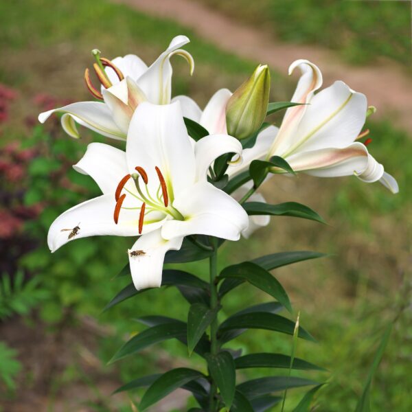 Lily Casa Blanca - Image 2