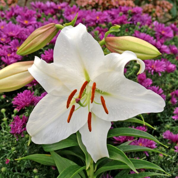 Lily Casa Blanca - Image 3