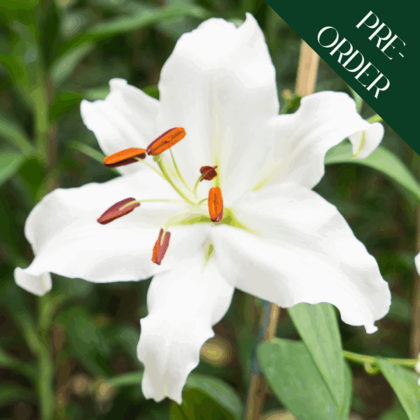 Lily Casa Blanca