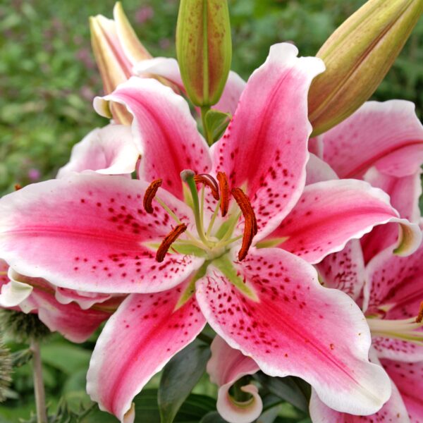 Lily Stargazer