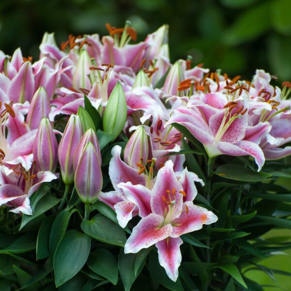 Lily Stargazer - Image 2