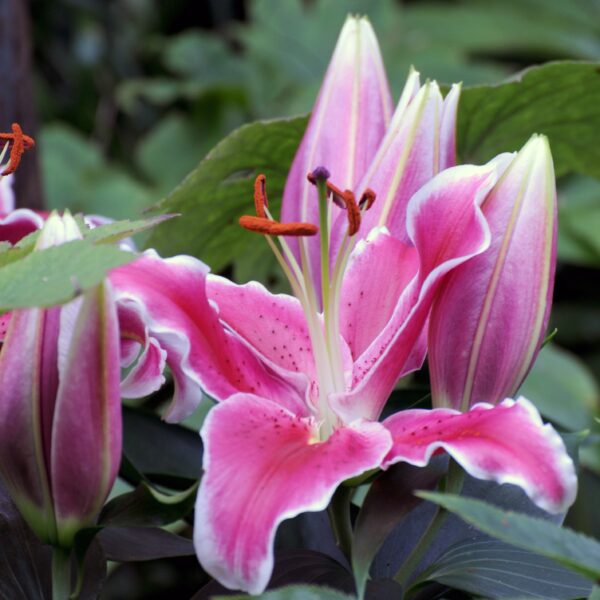 Lily Stargazer - Image 3