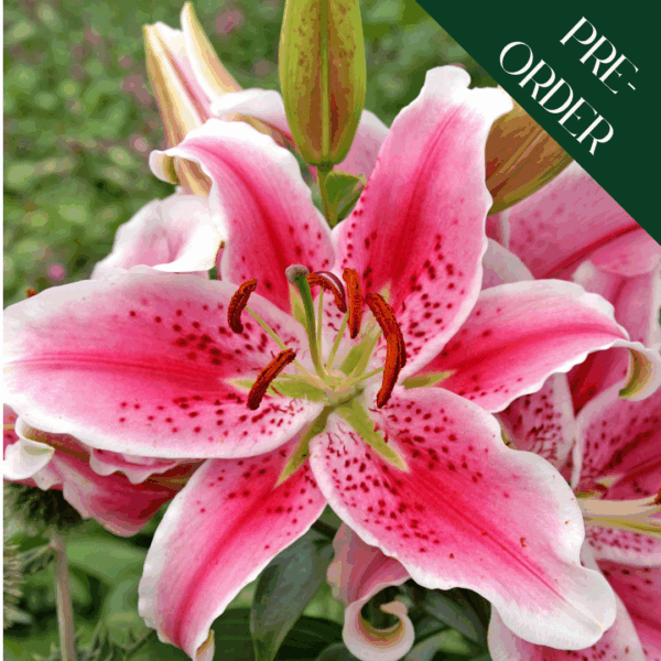 Lily Stargazer