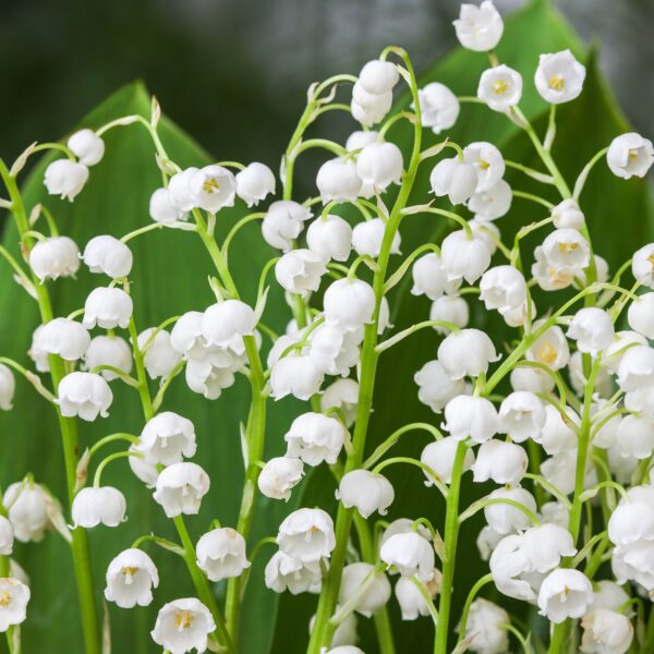 Convallaria majalis (Lily of the Valley) - Image 2