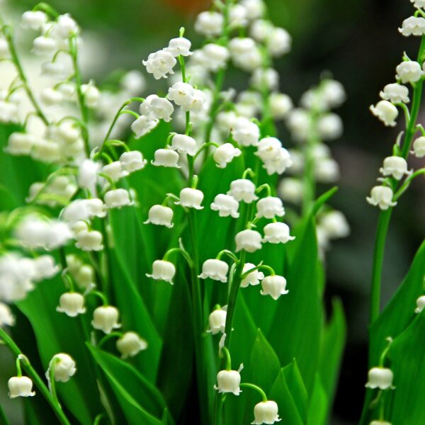 Convallaria majalis (Lily of the Valley) - Image 3