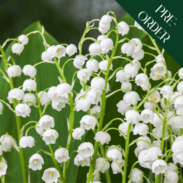 Convallaria majalis (Lily of the Valley)