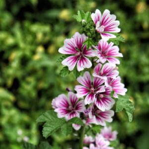 Malva Seeds