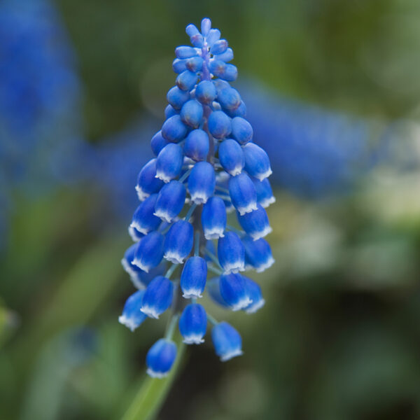 Muscari armenicam