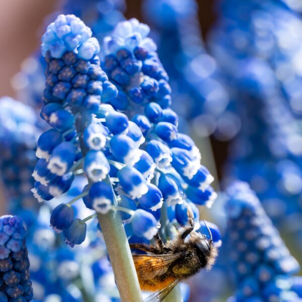 Muscari armenicam - Image 2