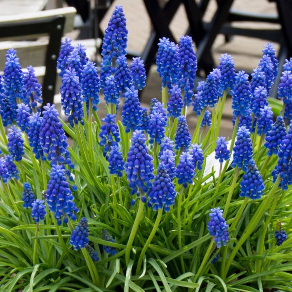 Muscari armenicam - Image 3