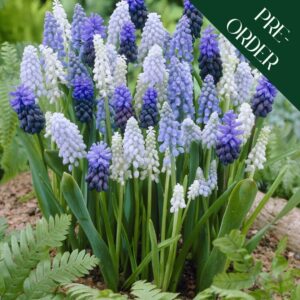 Muscari Mix
