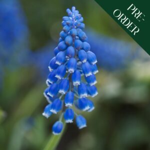 Muscari armenicam
