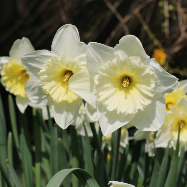 Daffodil Ice Follies - Image 3