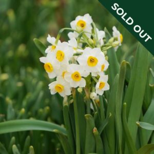 A cluster of Narcissi Narcissus Daffodil Avalanche flowers.
