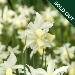 A field of Narcissi Toto flowers.