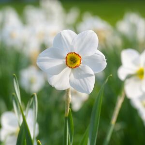 Narcissi Actaea