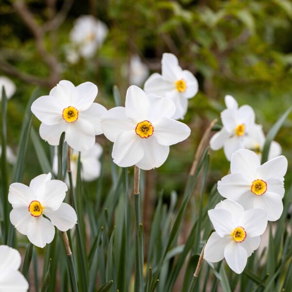 Narcissi Actaea - Image 2