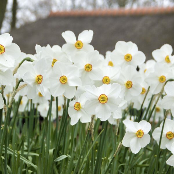Narcissi Actaea - Image 3