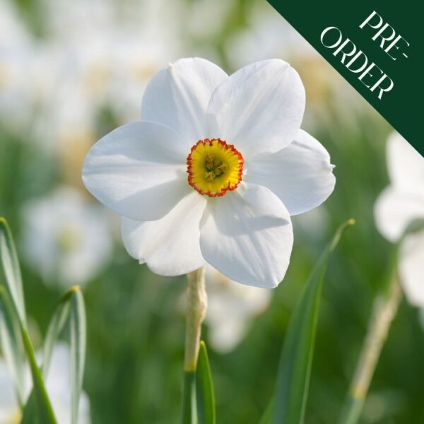 Narcissi Actaea