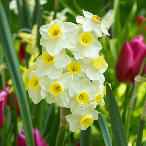 Narcissi Avalanche - Image 2