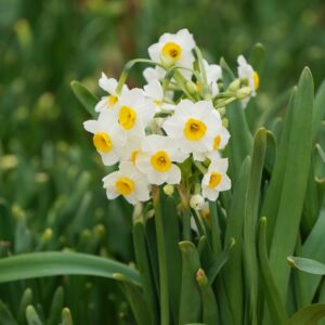 Narcissi Avalanche