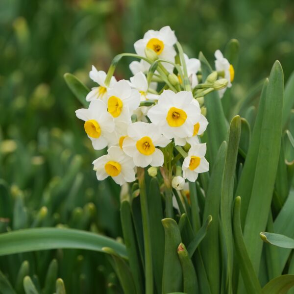 Narcissi Avalanche