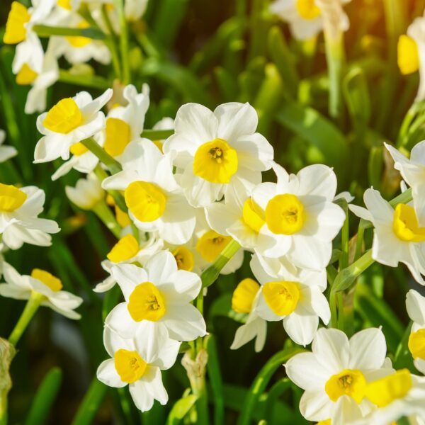 Narcissi Avalanche - Image 3