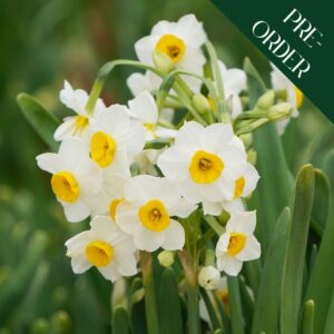 Narcissi Avalanche