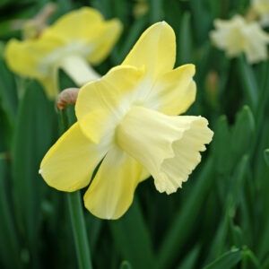 Narcissi Avalon