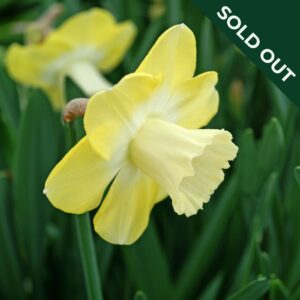 A close up image of yellow Narcissus Daffodil Avalon flowers.
