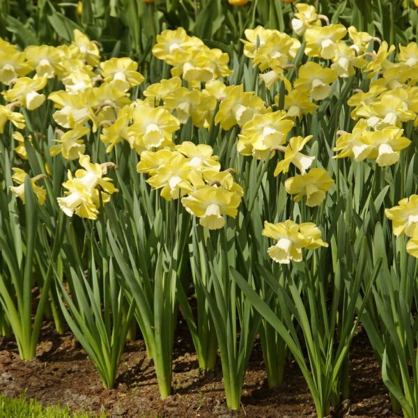 Narcissi Avalon - Image 2