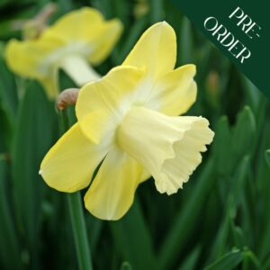 Narcissi Avalon