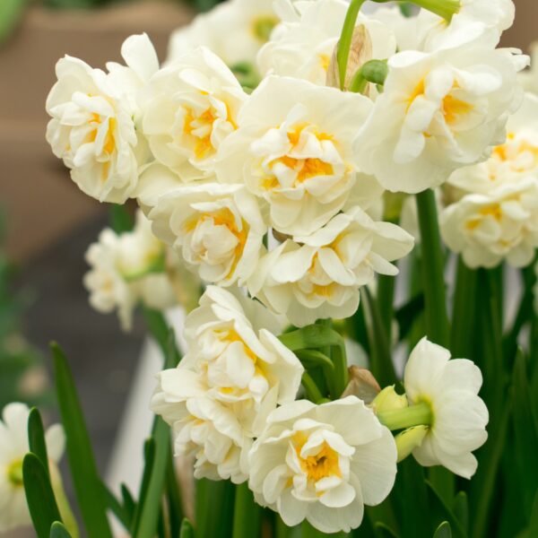 Daffodil Cheerfulness - Image 2