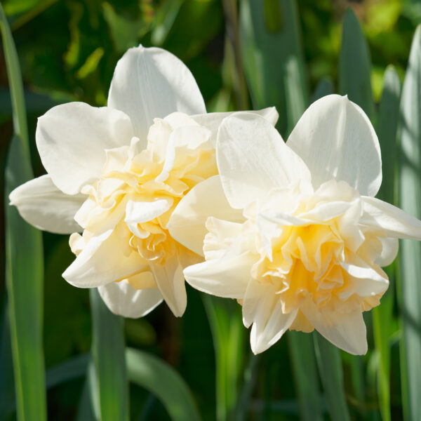 Daffodil Cheerfulness - Image 3