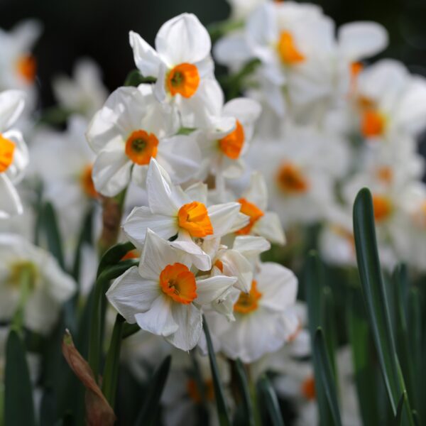 Daffodil Geranium