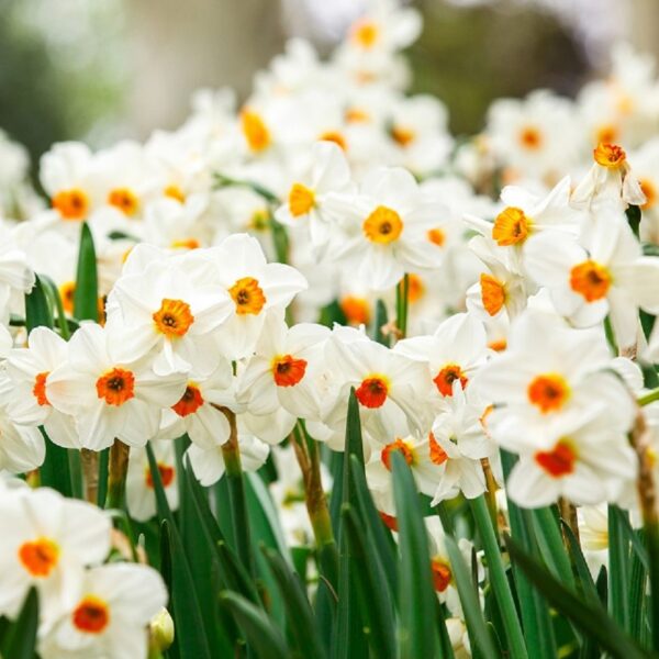 Daffodil Geranium - Image 2