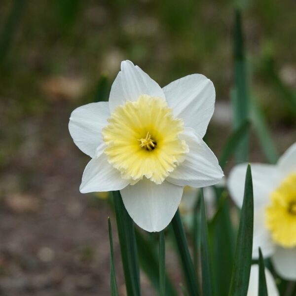 Daffodil Ice Follies
