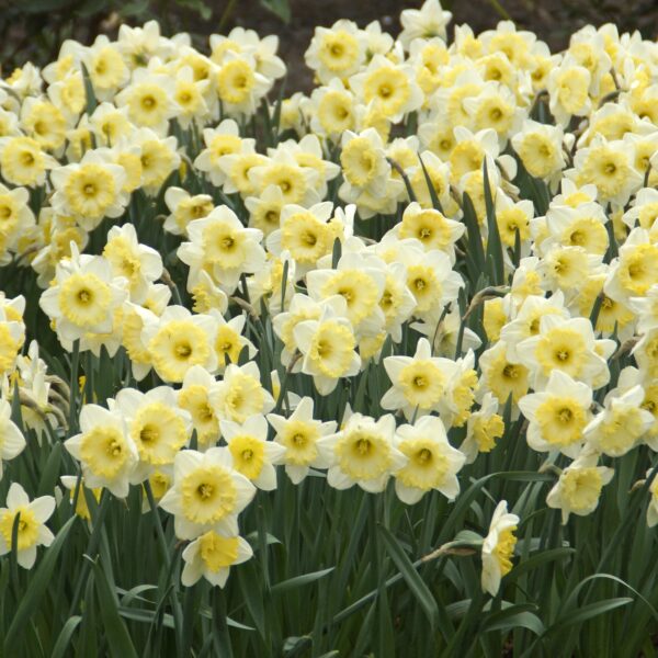 Daffodil Ice Follies - Image 4