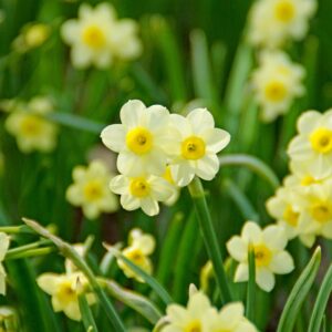 Narcissus Minnow