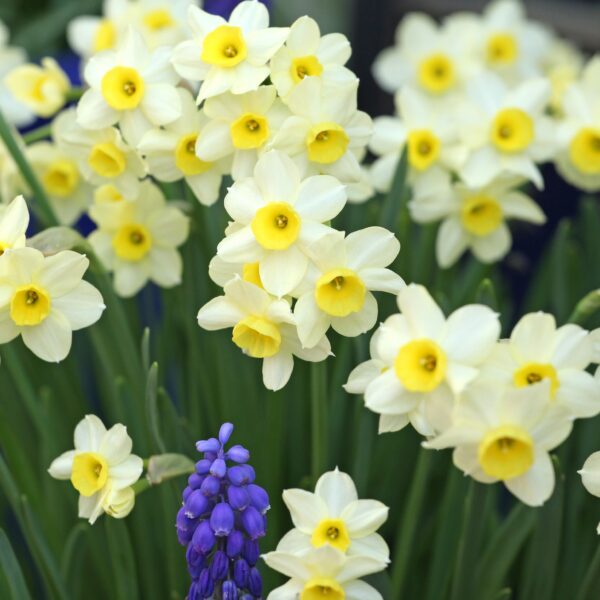 Narcissus - Minnow - Image 2