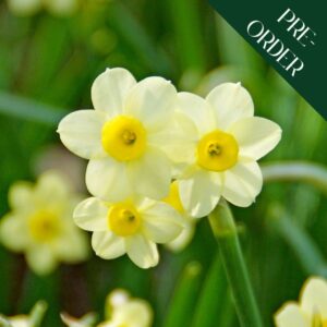 Narcissus - Minnow