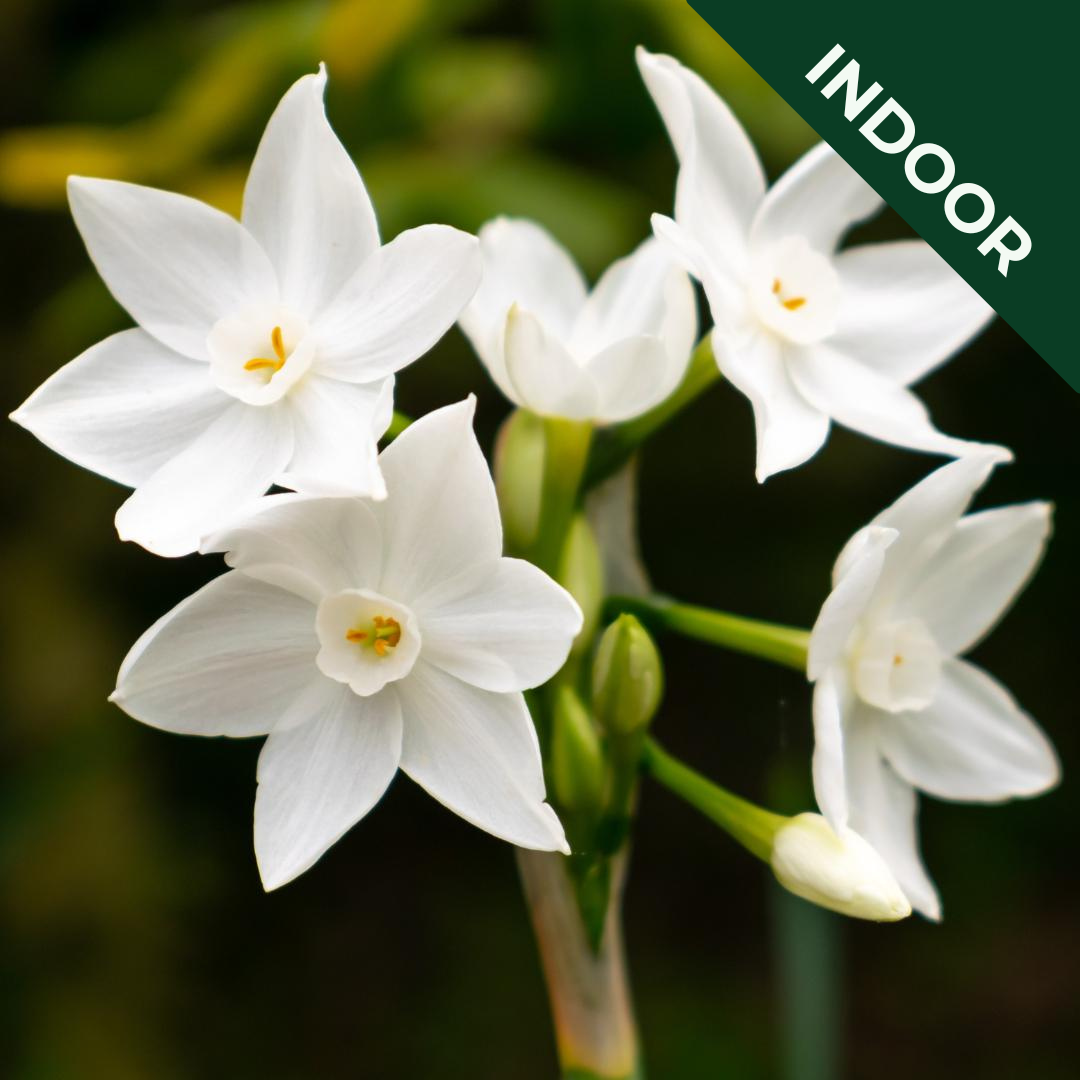 White star-shaped flower heads with pale yellow trumpets in the centre, on a green stem