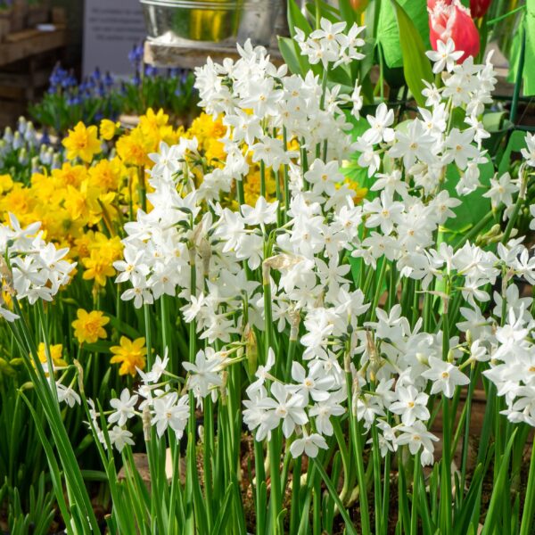 Narcissi Paperwhites - Image 3