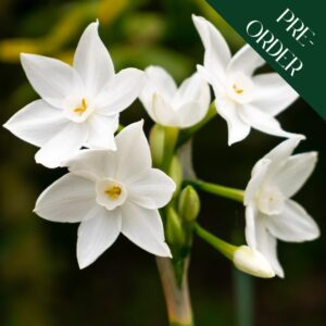 Narcissi Paperwhites - 15