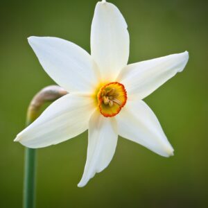 Narcissi Pheasant Eye