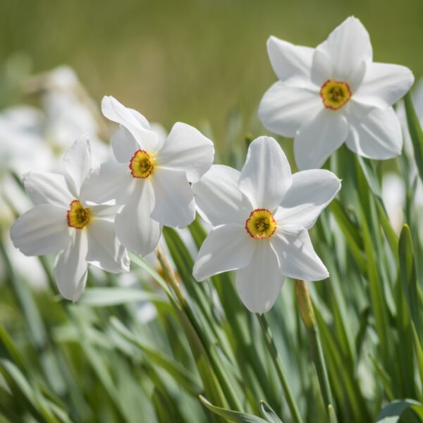 Narcissi Pheasant Eye - Image 2