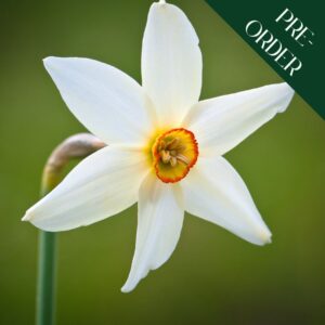 Narcissi Pheasant Eye