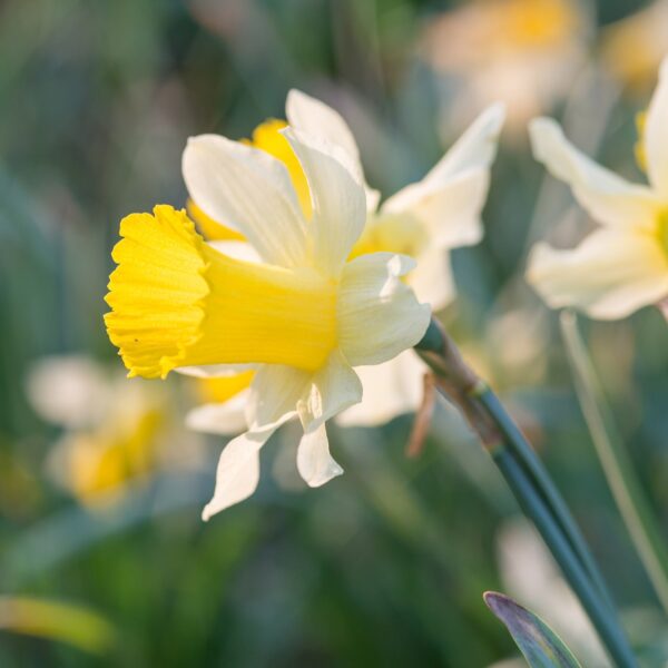 Naturalise in the Garden Bulbs Collection - Image 6
