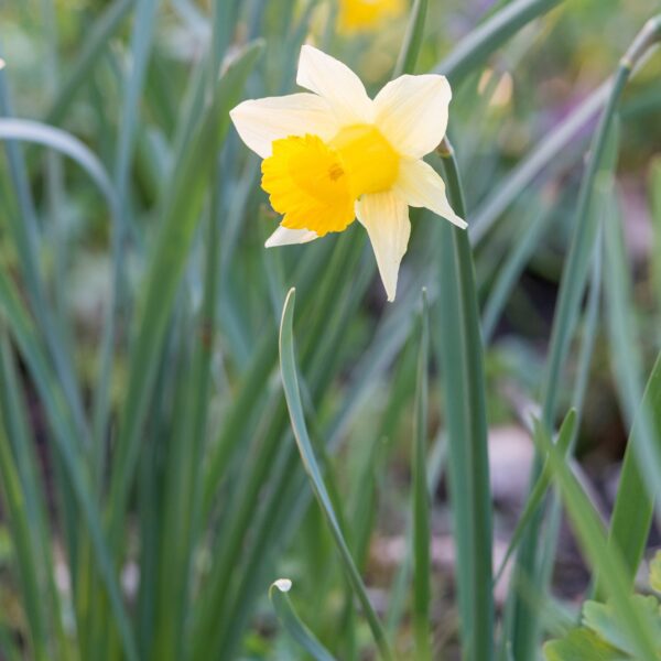 Narcissi Pseudonarcissus - Image 2